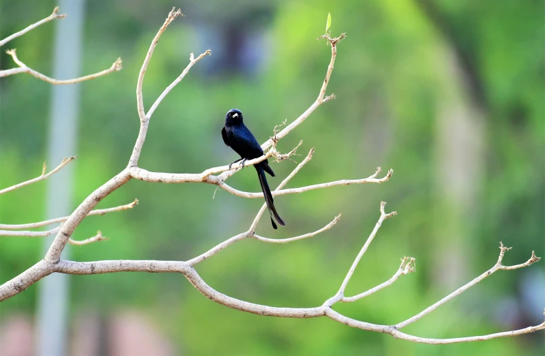 a small black bird is sitting on the nch