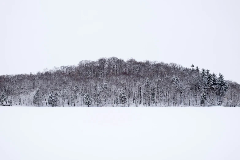 snow covers a grassy field surrounded by lots of trees