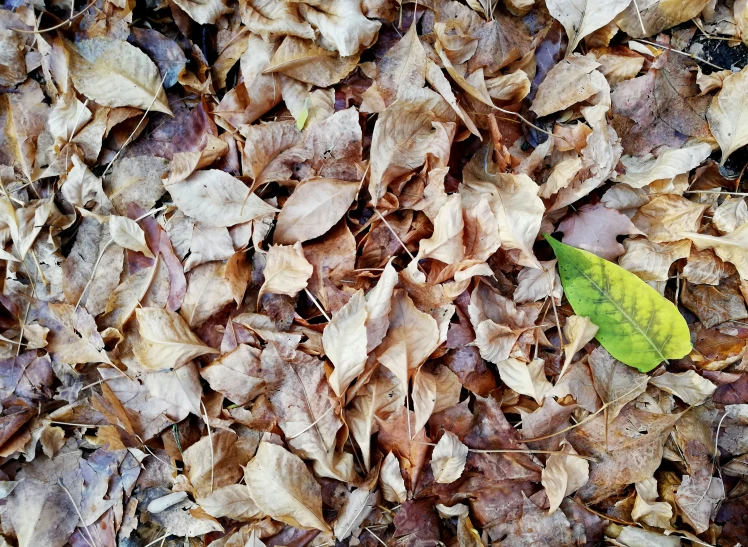 a dry, yellow leaf lays on the ground