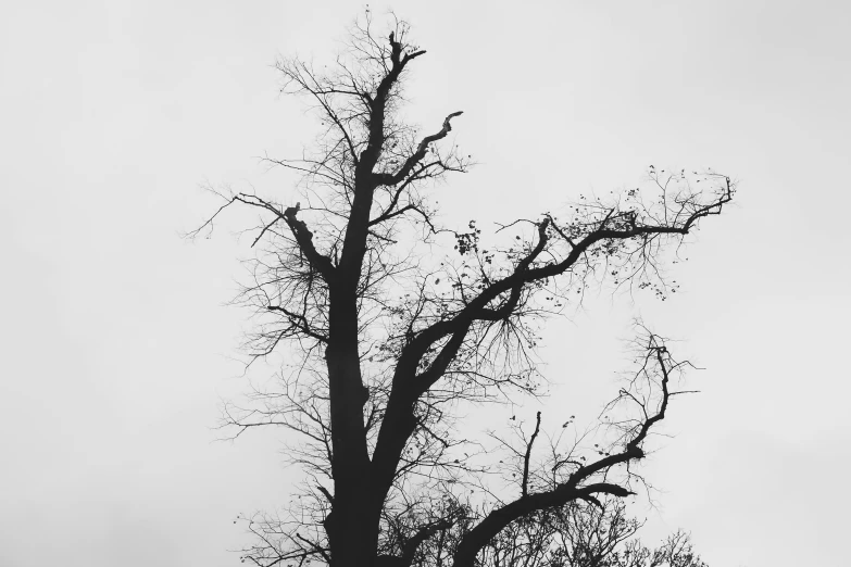 a single bare tree sitting alone in the fog