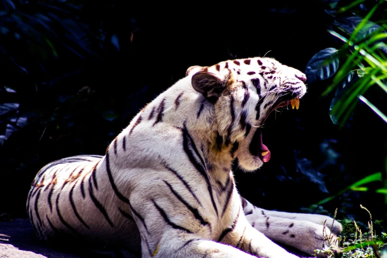 a tiger is yawning and sitting down