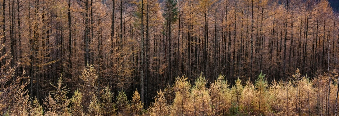 many trees with yellow foliage in the mountains