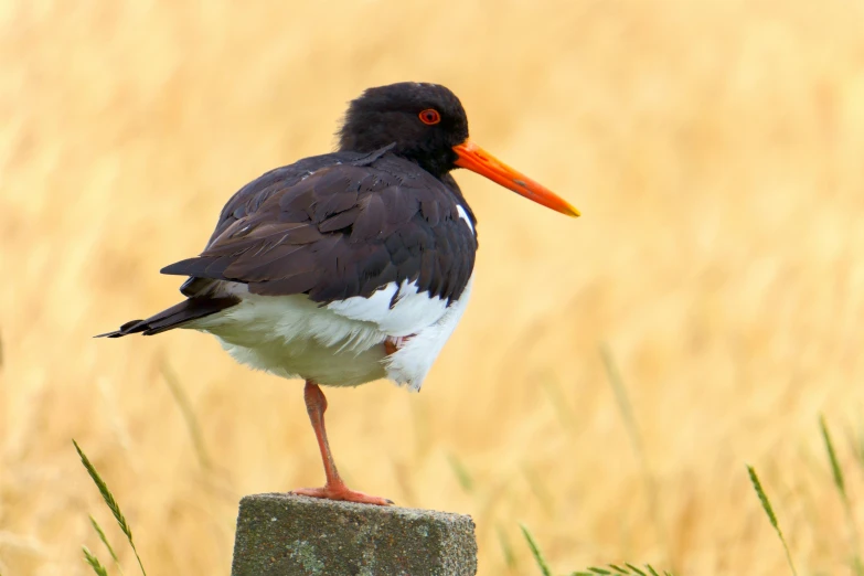 an image of a bird standing on a post in a field