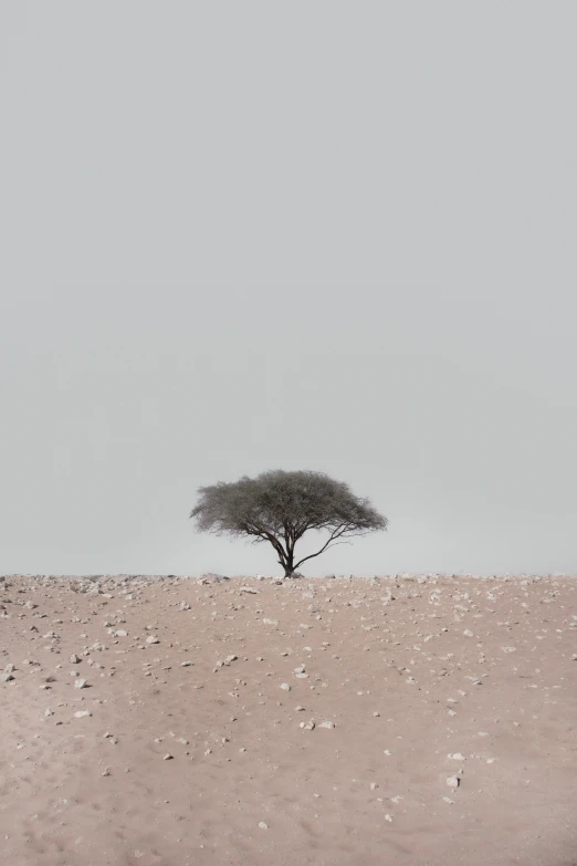 lone tree with sky in the background