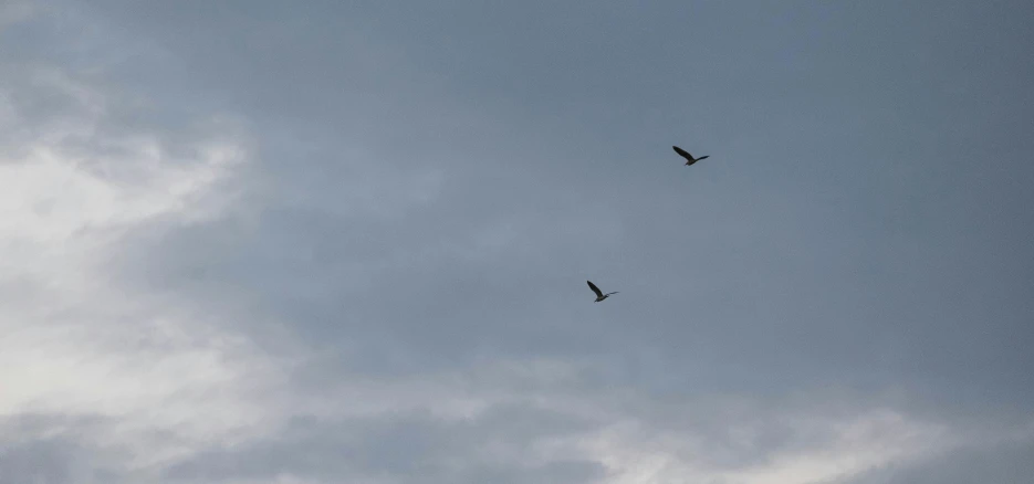 two large birds flying in the air on a cloudy day