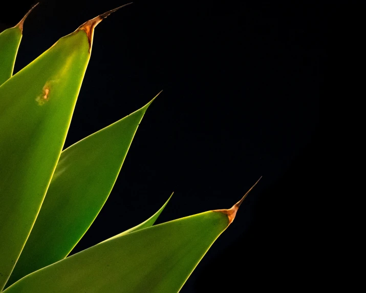 a group of large green leaf sitting next to each other