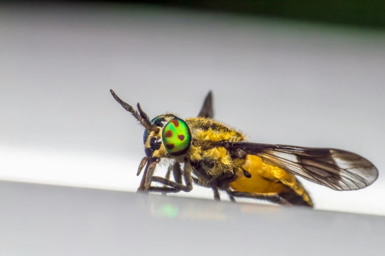 a green and black fly is on a white surface