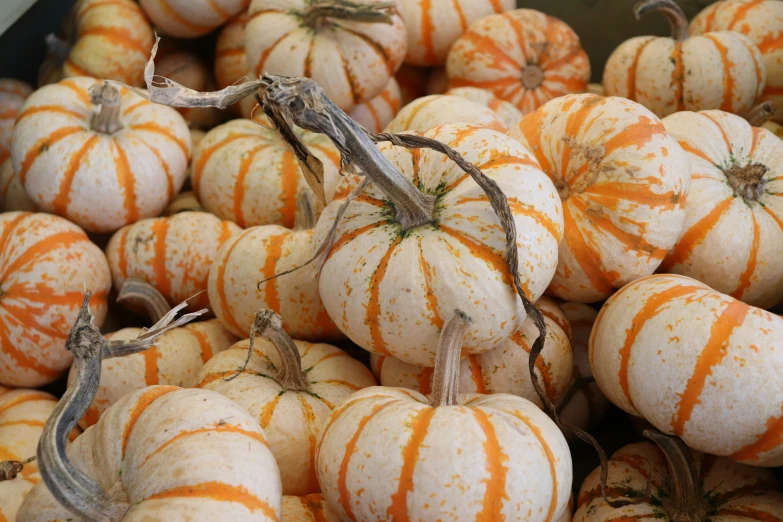 a pile of white pumpkins for sale with orange stripe designs