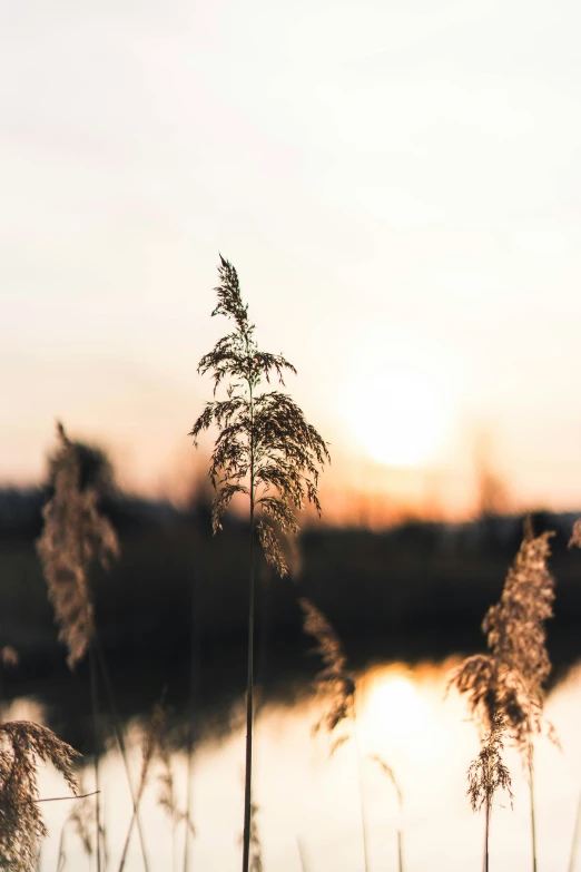 tall grass on side of river with setting sun