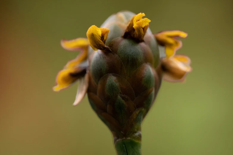 a close up of a flower with blurry background