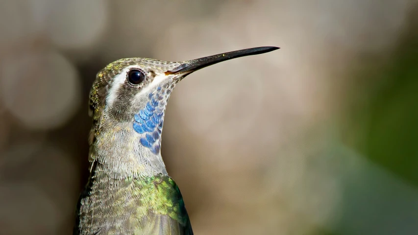 a green and blue hummingbird looking up