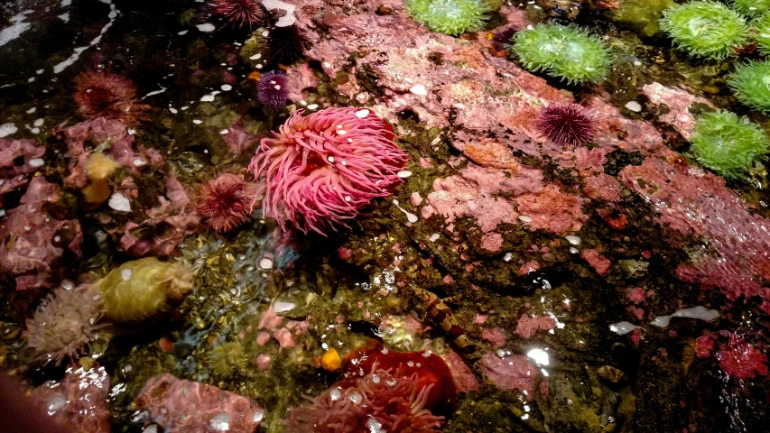 algae, sponges and plants on a sea floor