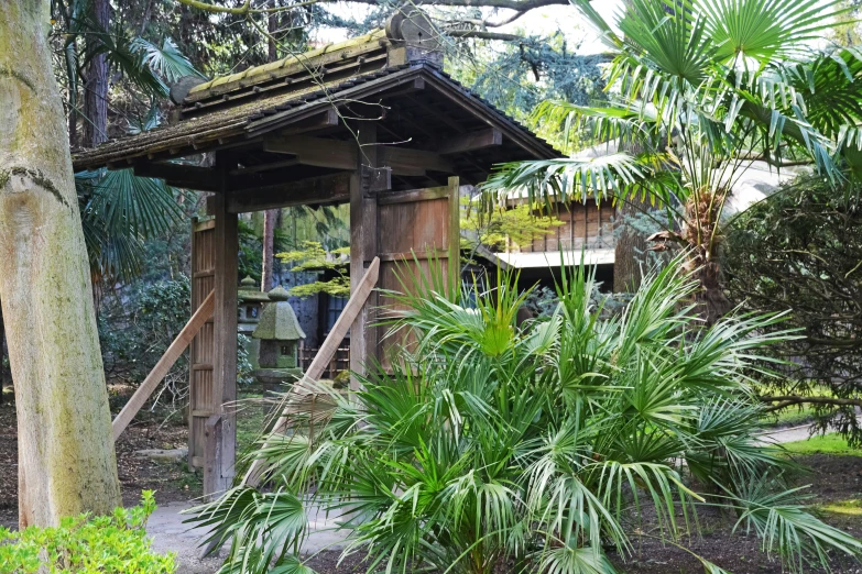 there is a tree hut with plants around it