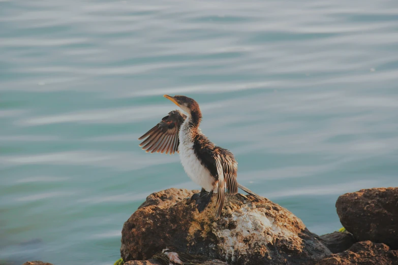a sea bird perched on top of a rock next to a body of water