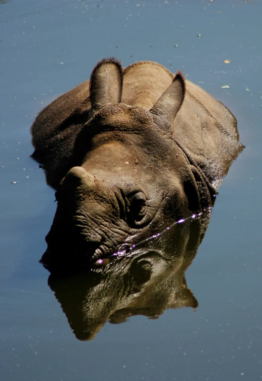 a baby rhino is swimming in a pond