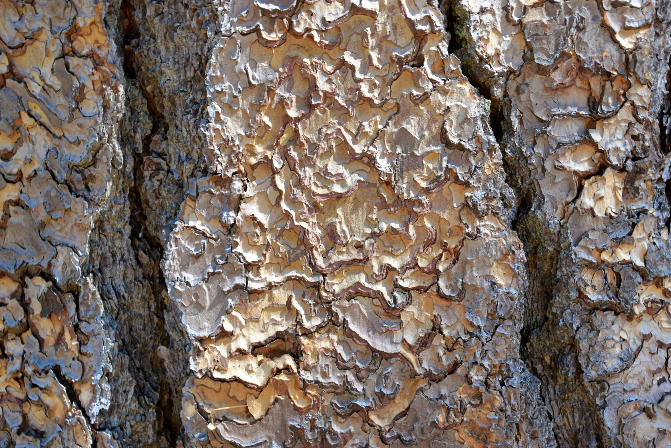 the bark on this tree is brown in color