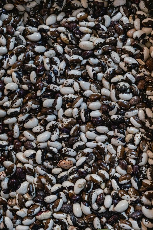 many brown and white bugs crawling on rocks