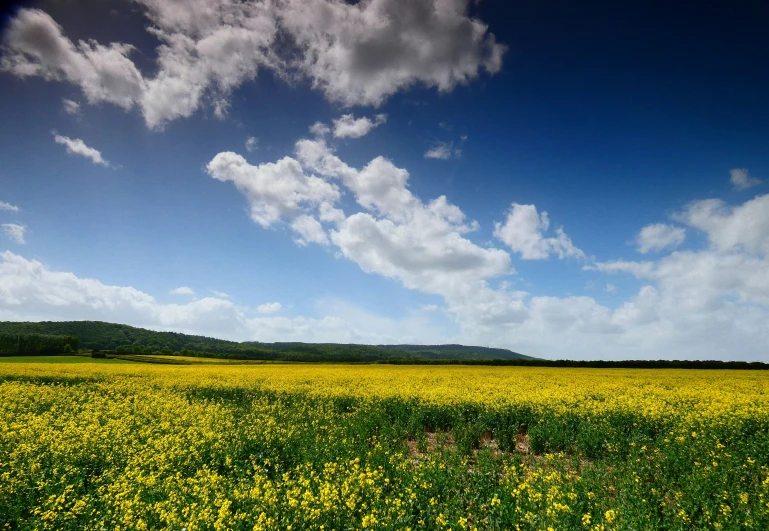 a yellow flower field with trees in the background