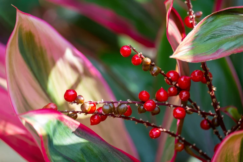 some berries growing out of the top of a leafy plant