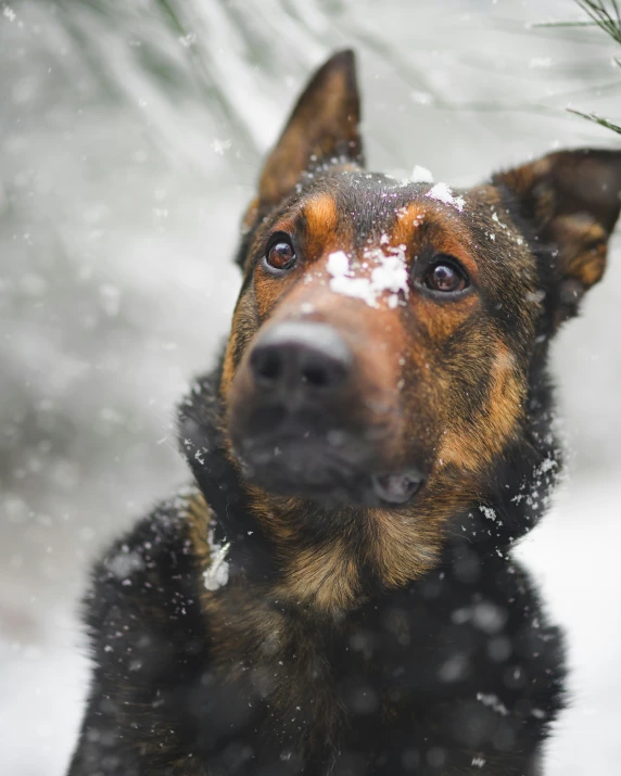 a dog that is looking at the camera in the snow