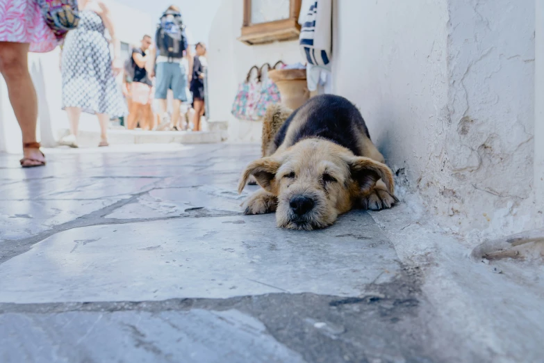 a dog resting under a door on the ground