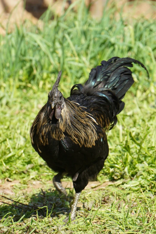 a rooster walking across a grass covered field