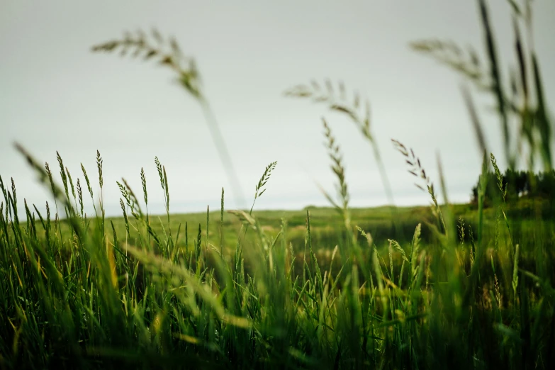 a bunch of grass that is in the grass