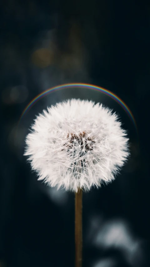 a dandelion with a rainbow in the background