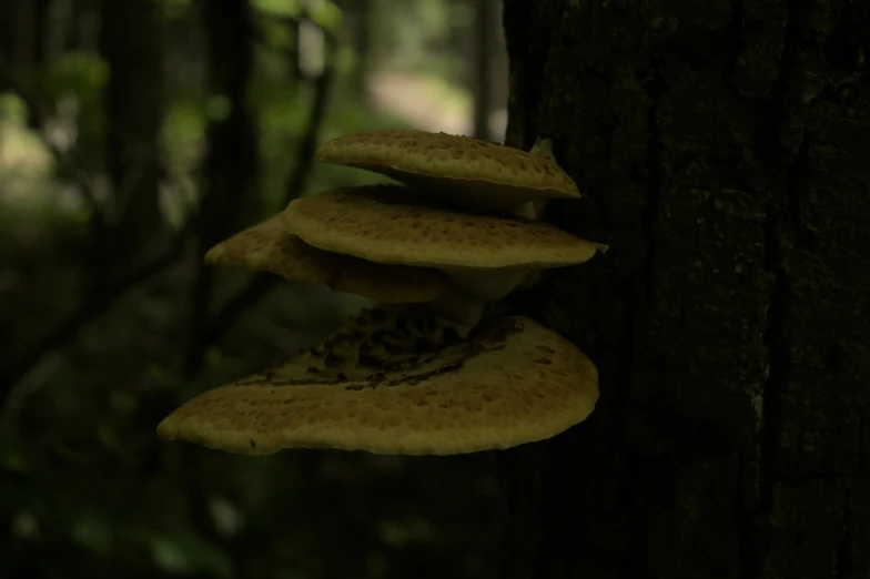 an image of several mushrooms on the side of a tree