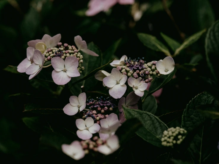 three different color flowers are blooming together