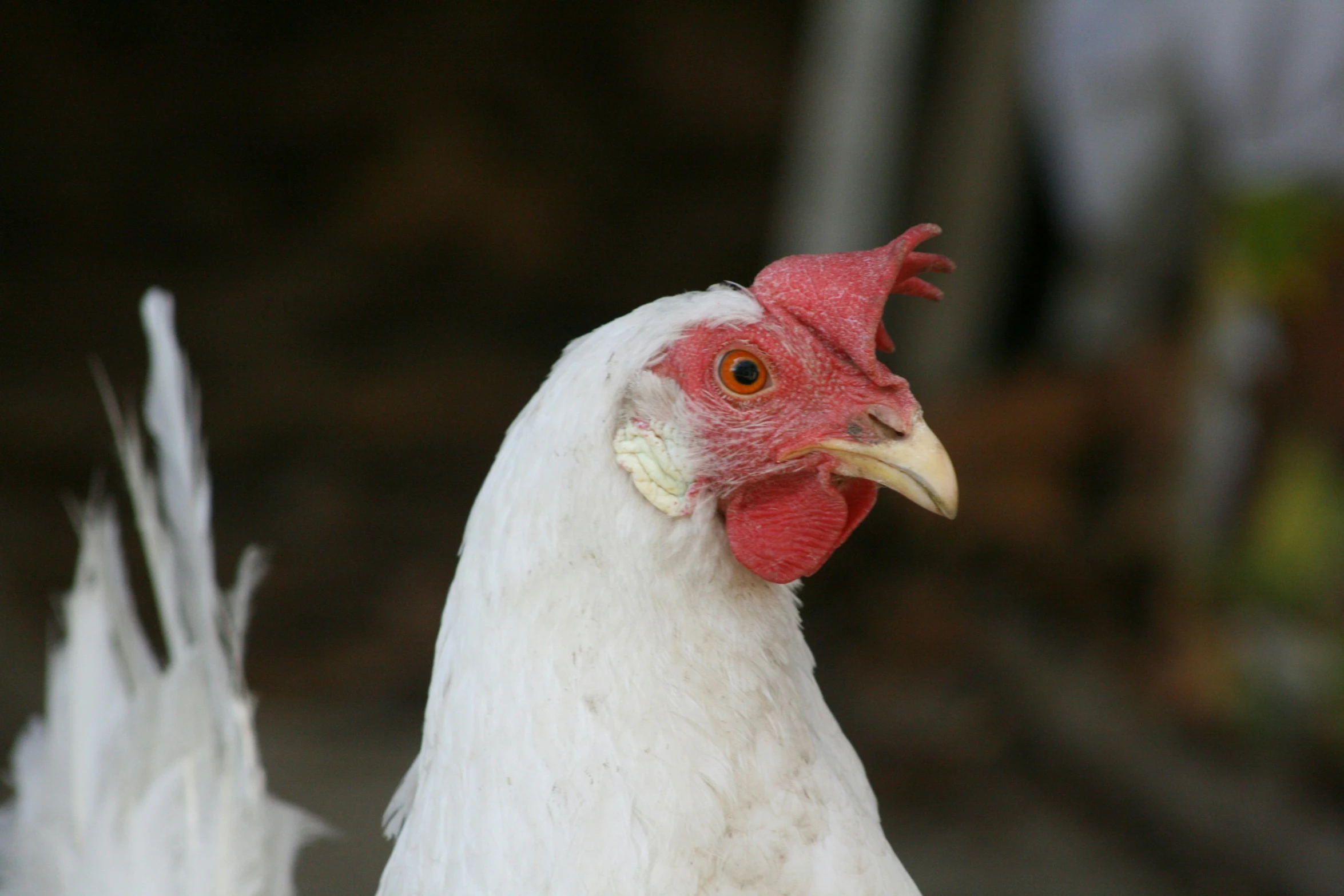 white rooster standing outside of a building with feathers