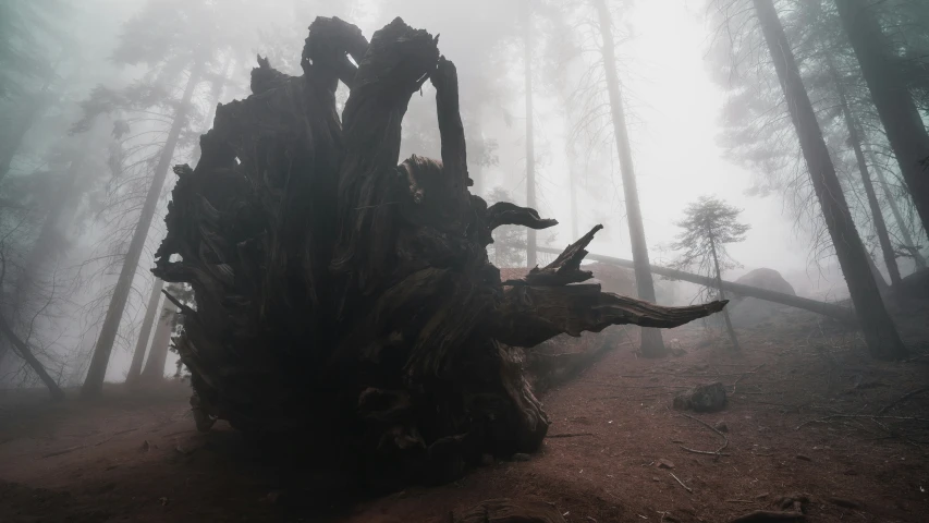 a tree stump sitting in the middle of a forest