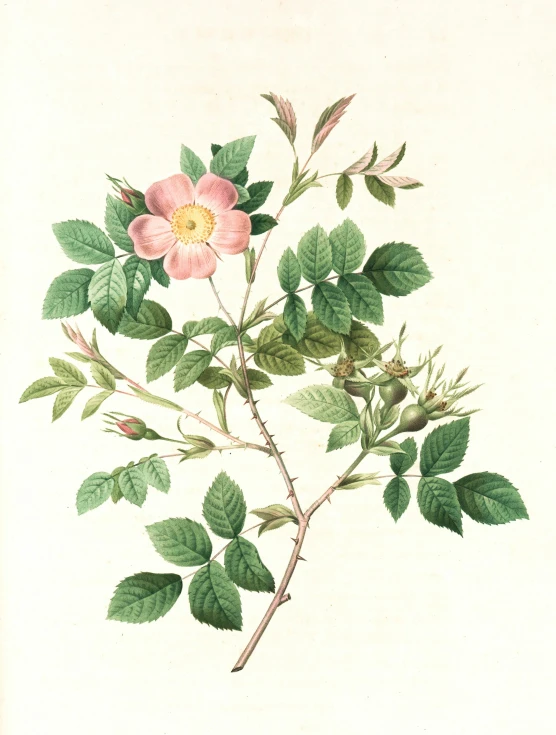 a drawing of a pink flower and green leaves