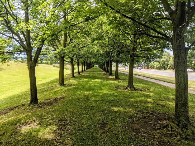 a group of trees lining the side of a road