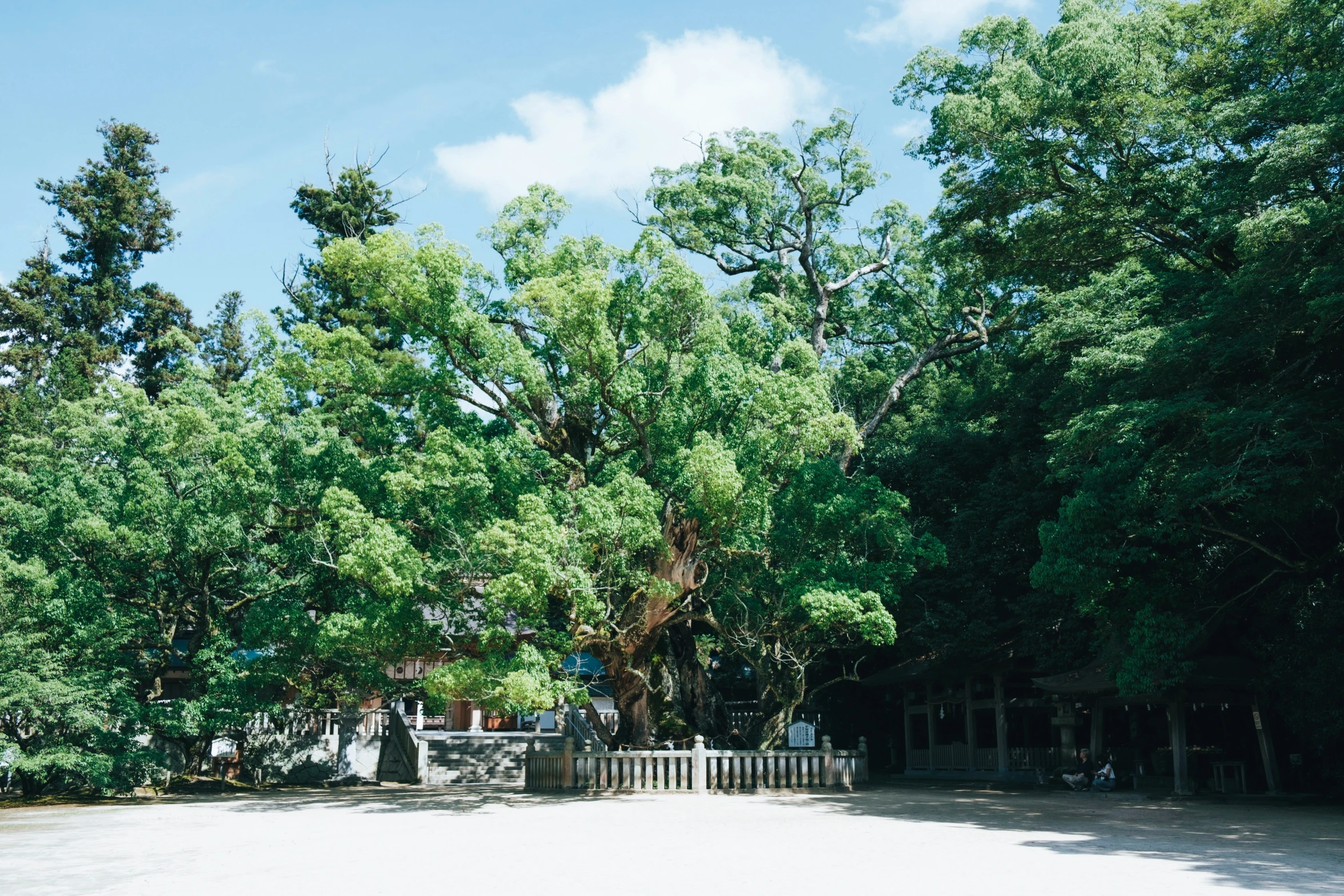 a street with a fence and trees