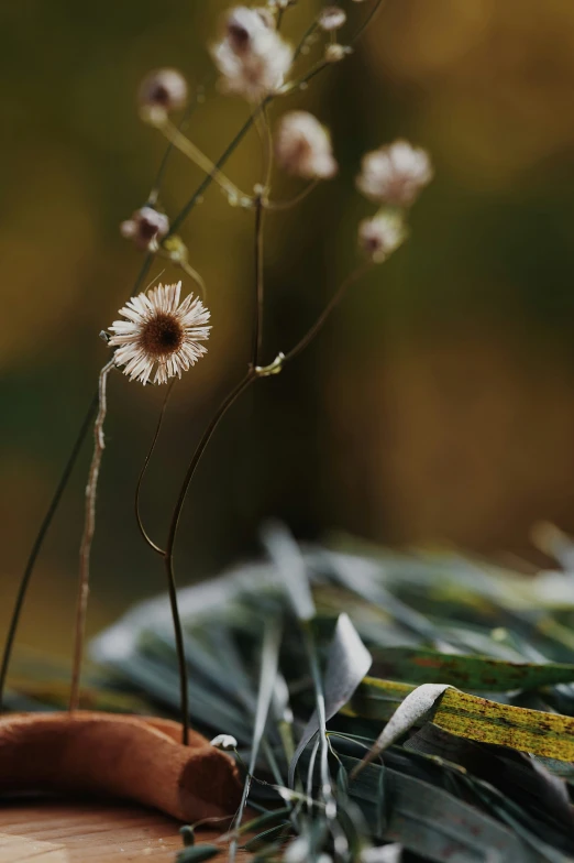 a wildflower is shown in the center of a flower arrangement