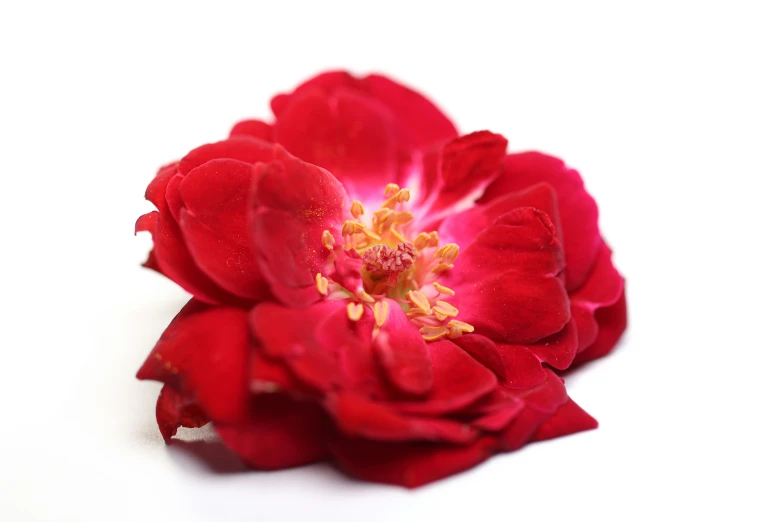 a beautiful flower with a white background