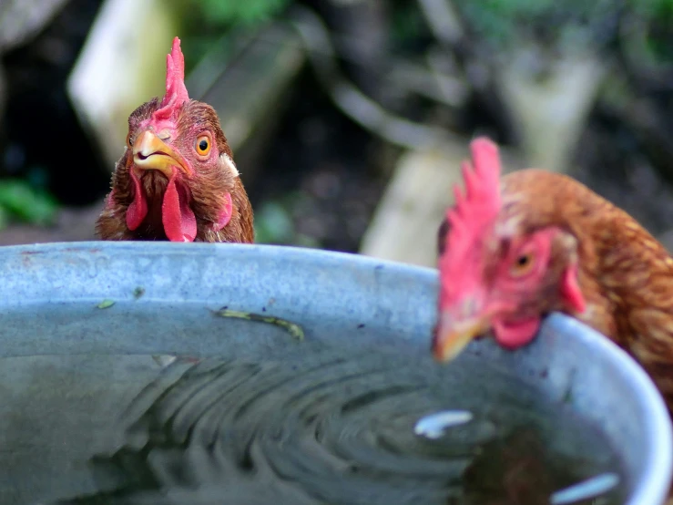 two chickens standing next to each other by some water
