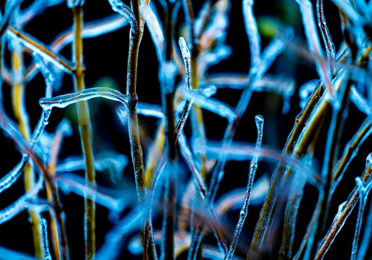 an area of tall grass with little leaves growing on it