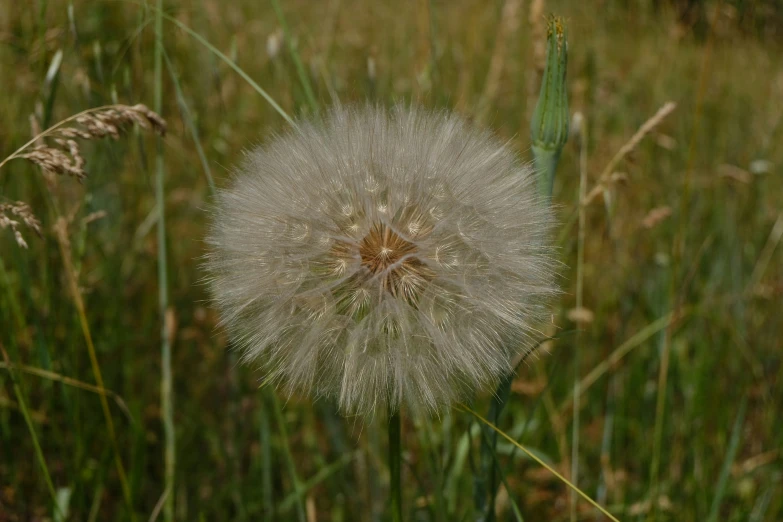 the dandelion has a lot of small drops