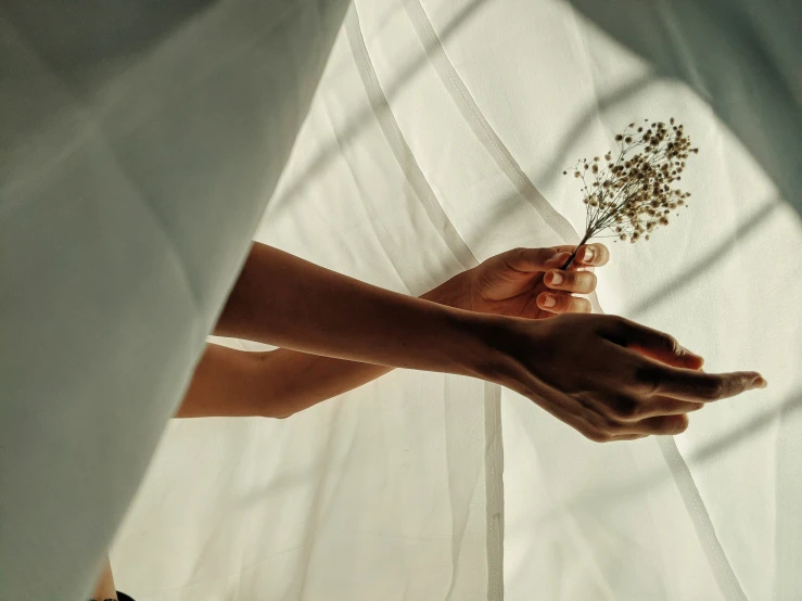 a woman's hand holding out a dried plant on a sheer curtain