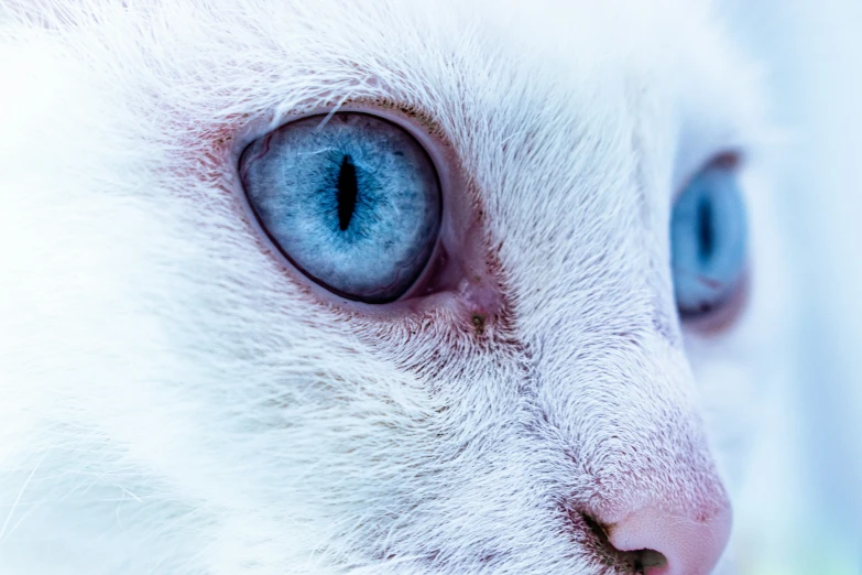 a white cat's blue eyes close up