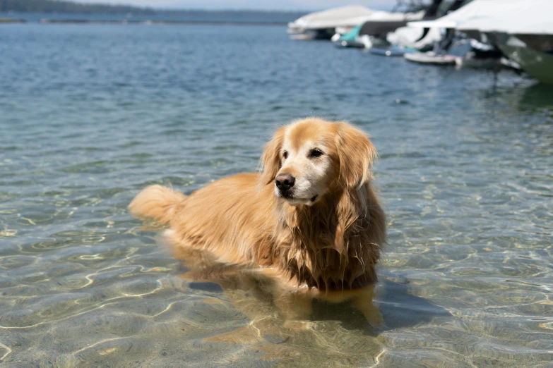 a dog standing in the water near some boats