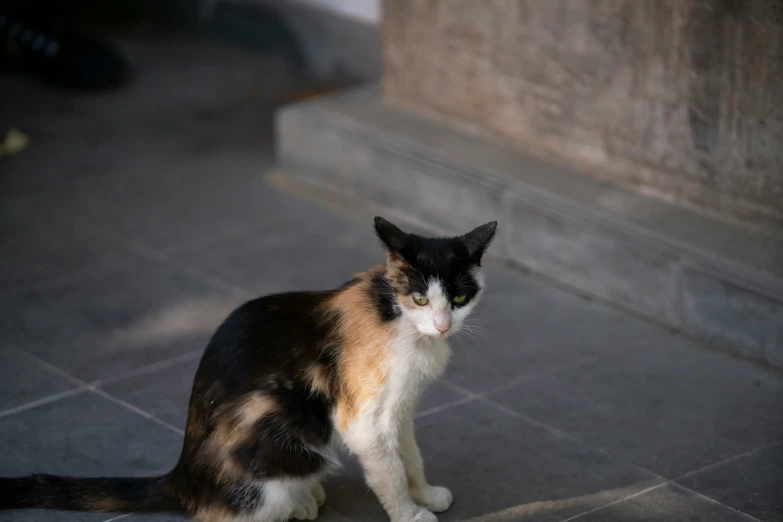 there is a cat that is sitting on the concrete floor