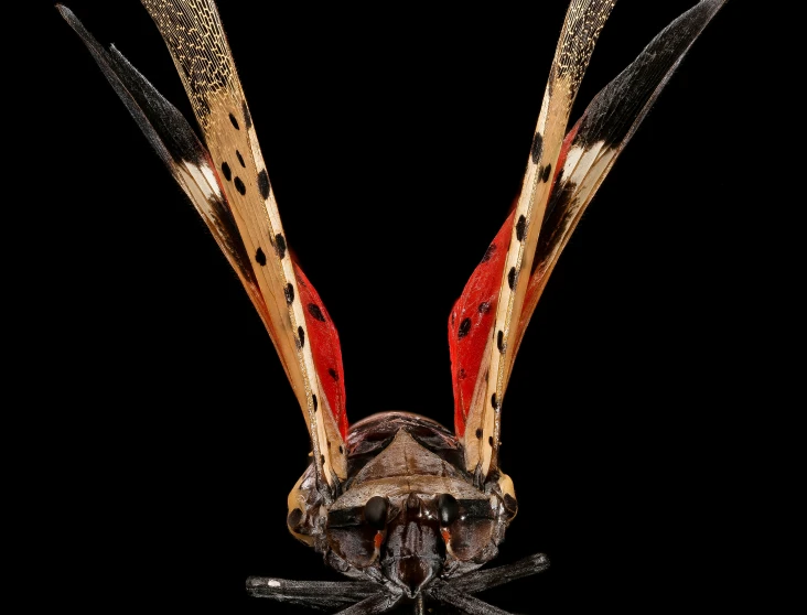 an insect sitting in front of black background