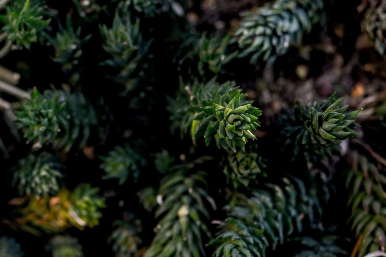 a close up of an evergreen tree with lots of green foliage