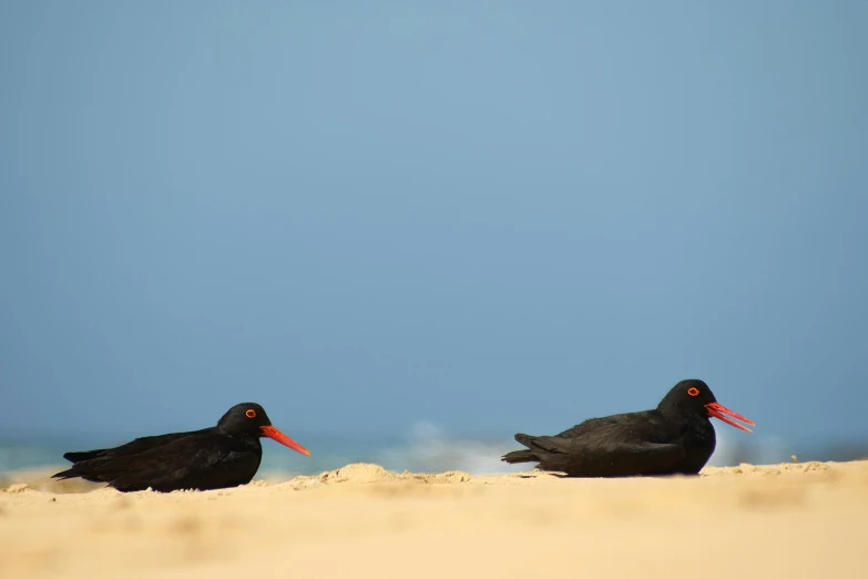 two birds are standing in the sand and on the beach