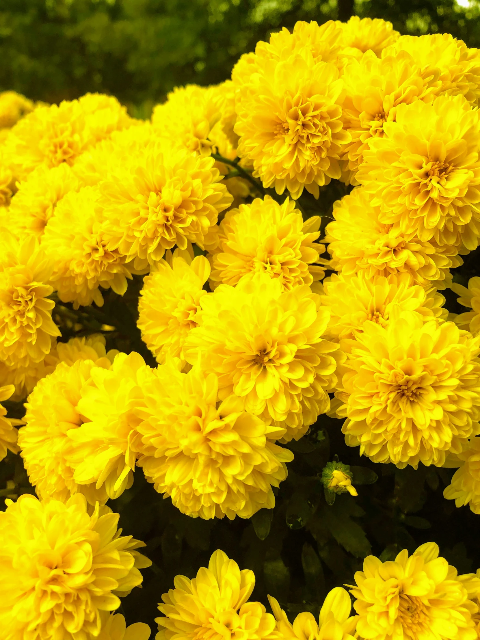 a bunch of yellow flowers in a field