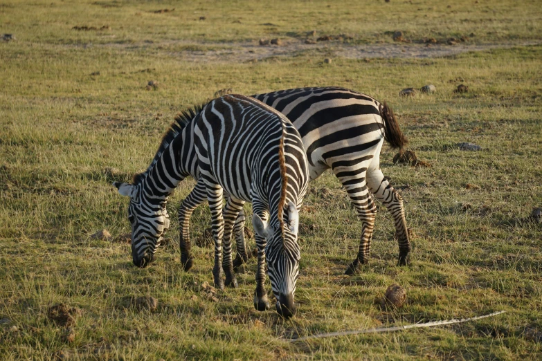 there are two zes that are grazing in the grass