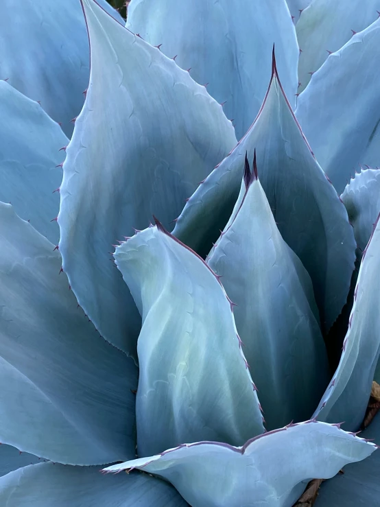 blue flower budding in the middle of an exotic garden